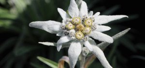 Alpen Edelweiß - Leontopodium alpinum